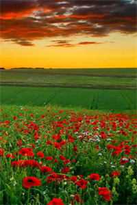 老公剖我鲛珠后，悔疯了林思南月月完整版小说免费阅读全文免费阅读_